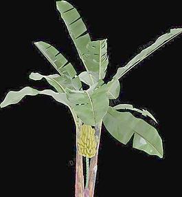 香蕉樹(shù) 園林植物3d max模型