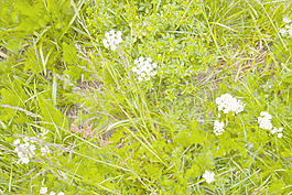 開花的草地