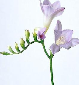 ps素材  花