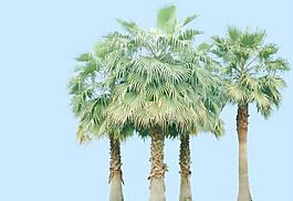 植物素材棕櫚