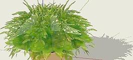 盆花SU模型