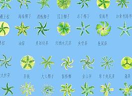 素材之棕櫚系列