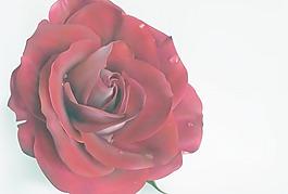 滴鮮紅的玫瑰花矢量素材
