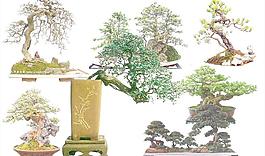 树桩盆景PSD分层素材03