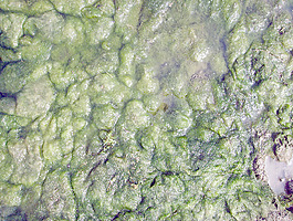 lichen_background