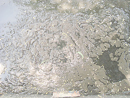 mud_background