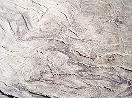 wood_close_up