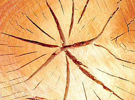 lumber_wood