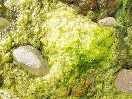 lichen_grunge