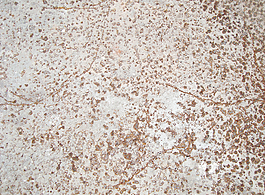 rough_rusty_texture