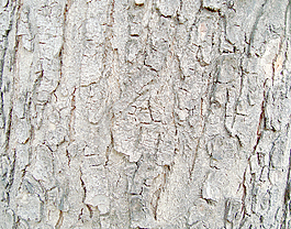 tree_wooden_texture