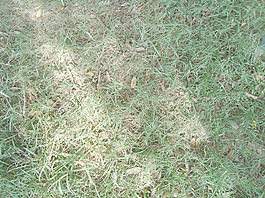 green_grass_texture