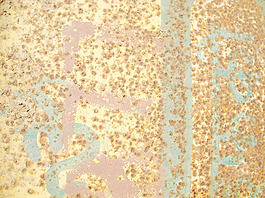 rust_metal_sheet