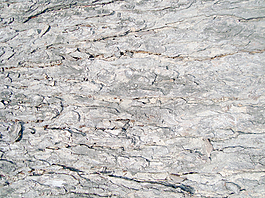 rough_wood_bark