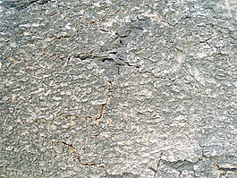 tree_bark