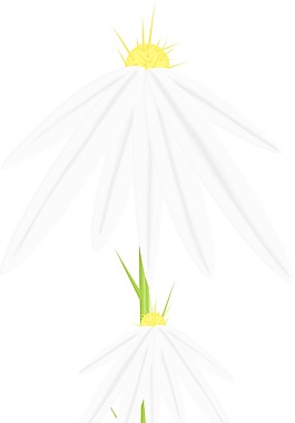花枝