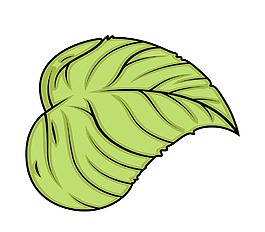 綠色的葉子
