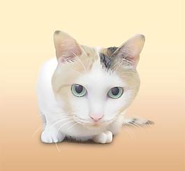 现实主义风格的可爱的小猫咪矢量素材