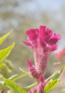 cocksb花