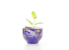 盆栽植物194