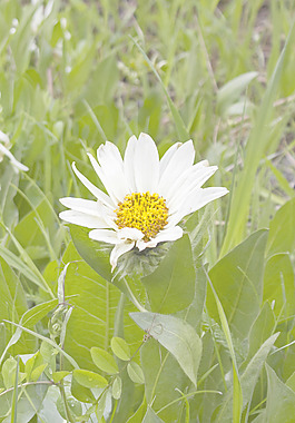 白色野花