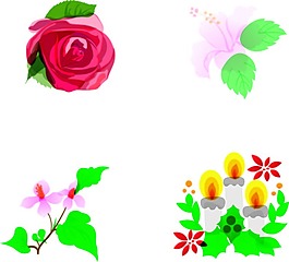 玫瑰和蠟燭花