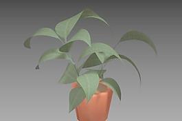 辦公家具植物53D模型