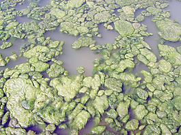 lichen_on_water