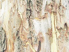 tree_fresh_bark