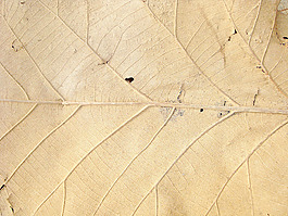 dry_leaf_close_up