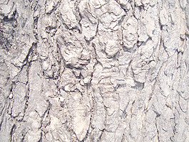 cracked_wooden
