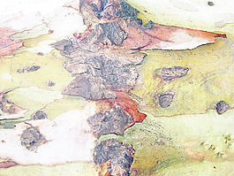 abstract_bark