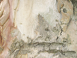 oak_tree_bark
