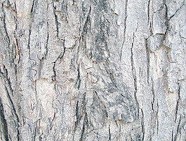 bark_surface