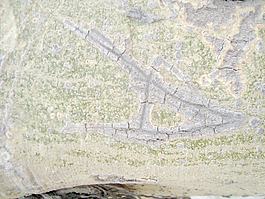 rough_tree_bark