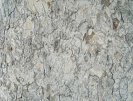 dark_tree_bark