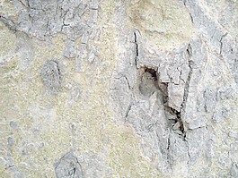 weird_tree_bark