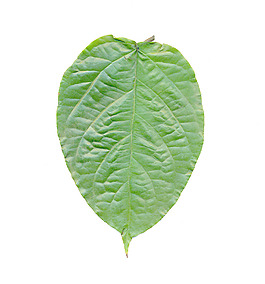 葉片紋理