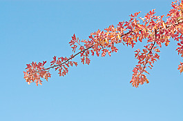 秋天紅色分支