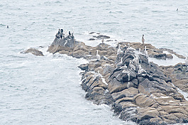 鵜鶘殖民地
