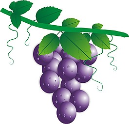 矢量葡萄
