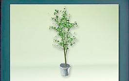 裝飾構(gòu)件之植物3D模型植物029