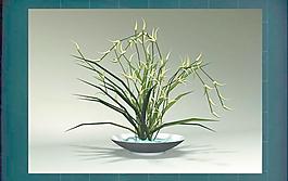 裝飾構(gòu)件之植物3D模型植物014