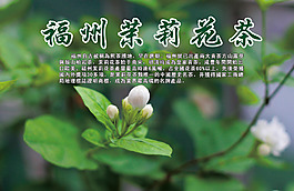 福州茉莉花