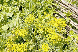花園