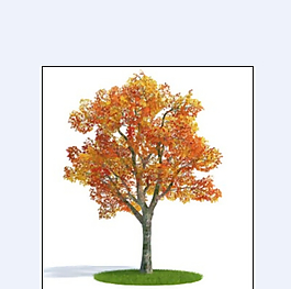 秋天树叶3D模型
