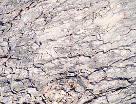 tree_texture