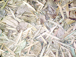 dried_leaves