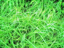 fresh_grass_texture