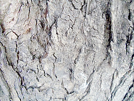 bark_surface